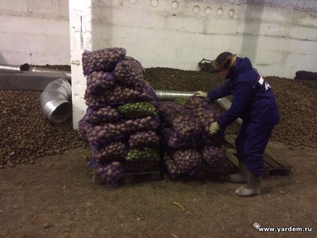АНО ЦРА и фонд "Ярдэм" передали в колонии Татарстана 8 тонн картофеля. Общие новости