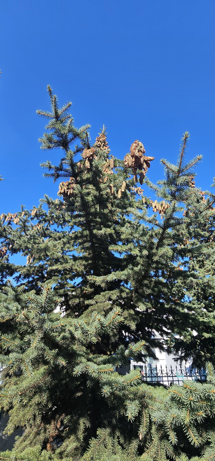 "Ярдэм" посетили катарцы